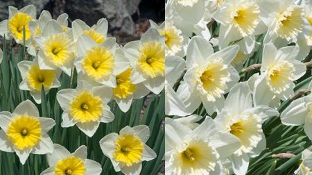 "Narcissus/daffodil "Ice Follies"
